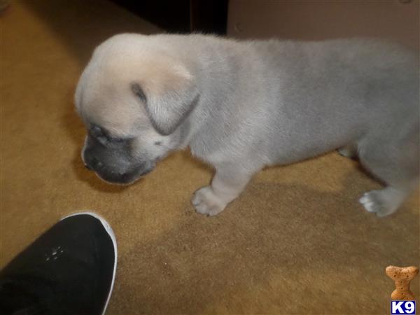 American Bandogge Mastiff